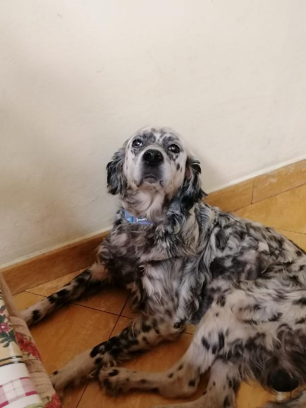 Mito 12 anni, un amore di setter Foto 2