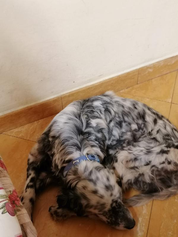 Mito 12 anni, un amore di setter Foto 3