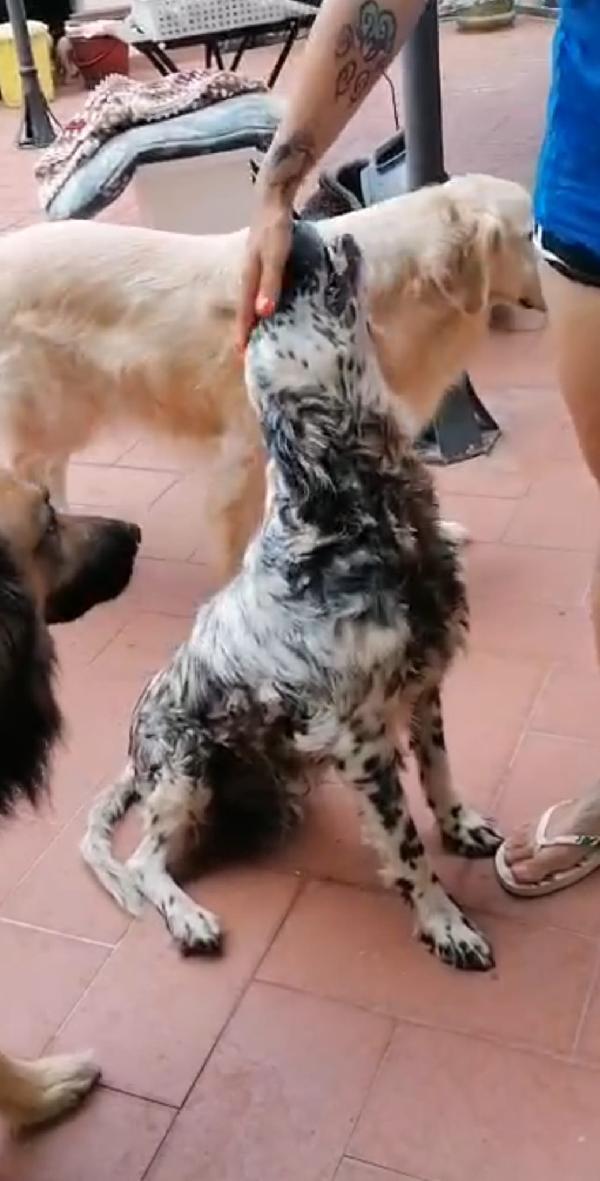 Mito 12 anni, un amore di setter Foto 4