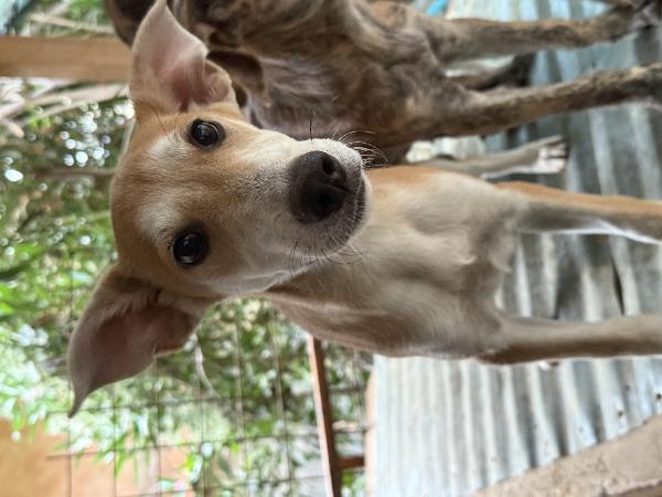 💚🐾 jerry 🐾💚  dolce cucciolo taglia medio piccola in adozione  Foto 2