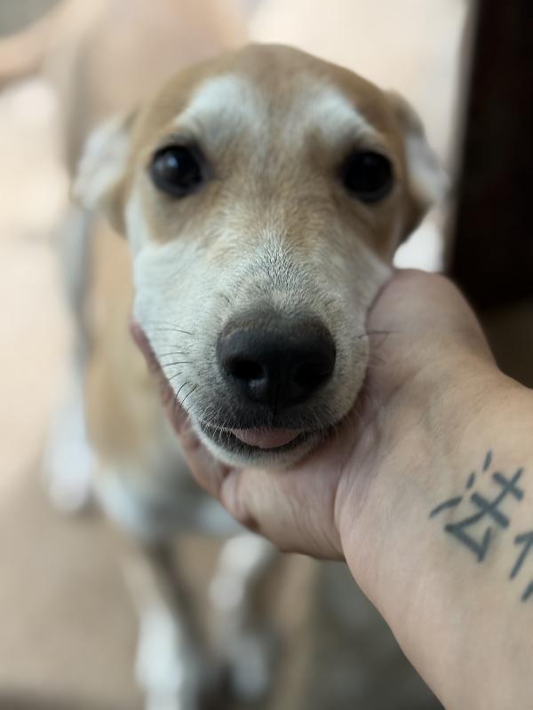 💚🐾 jerry 🐾💚  dolce cucciolo taglia medio piccola in adozione  Foto 4