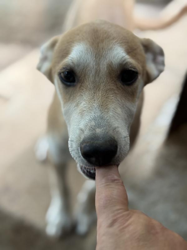 💚🐾 jerry 🐾💚  dolce cucciolo taglia medio piccola in adozione  Foto 5
