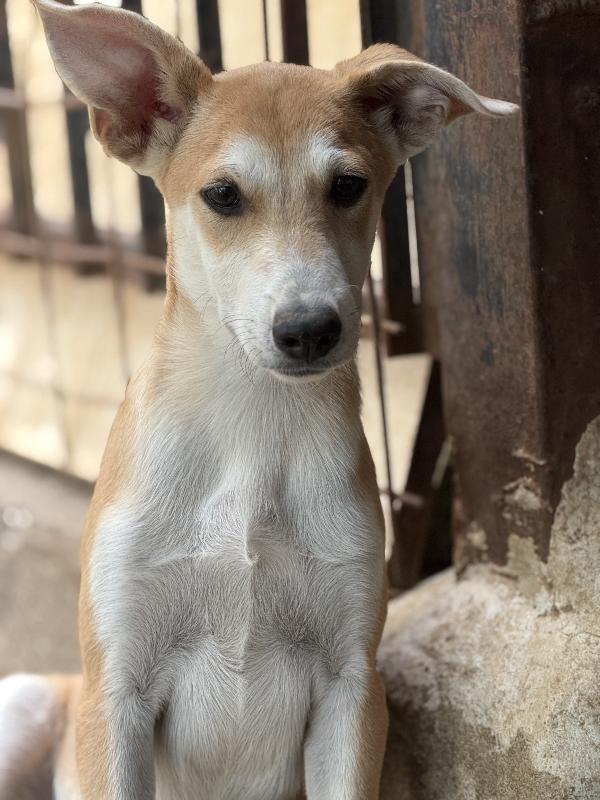 ✨🐾 jerry 🐾✨ tenero simpatico cucciolo in adozione taglia medio piccola  Foto 2