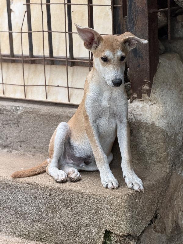 ✨🐾 jerry 🐾✨ tenero simpatico cucciolo in adozione taglia medio piccola  Foto 3