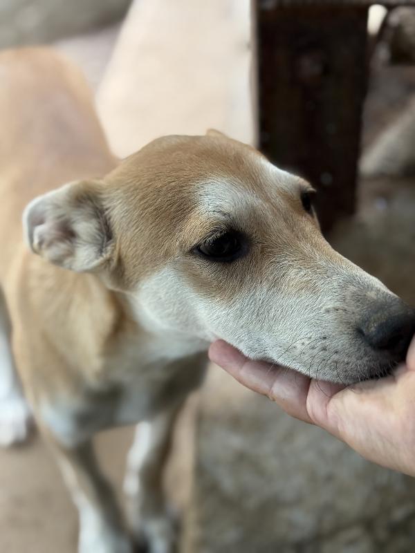 ✨🐾 jerry 🐾✨ tenero simpatico cucciolo in adozione taglia medio piccola  Foto 4
