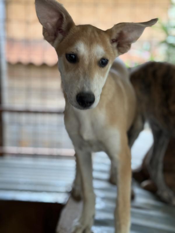 ✨🐾 jerry 🐾✨ tenero simpatico cucciolo in adozione taglia medio piccola  Foto 5