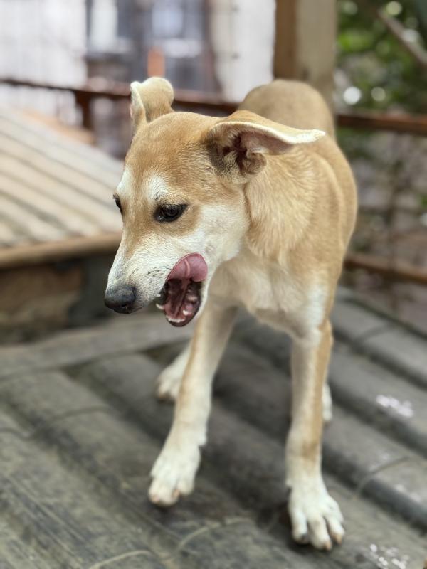 ✨🐾 jerry 🐾✨ tenero simpatico cucciolo in adozione taglia medio piccola  Foto 6