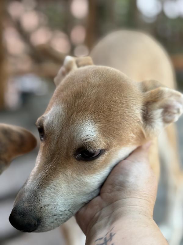 ✨🐾 jerry 🐾✨ tenero simpatico cucciolo in adozione taglia medio piccola  Foto 8