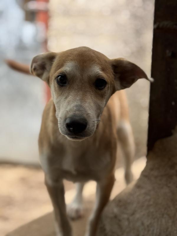 🔆🐾 jerry 🐾🔆 dolce cucciolo taglia medio piccola in adozione  Foto 2