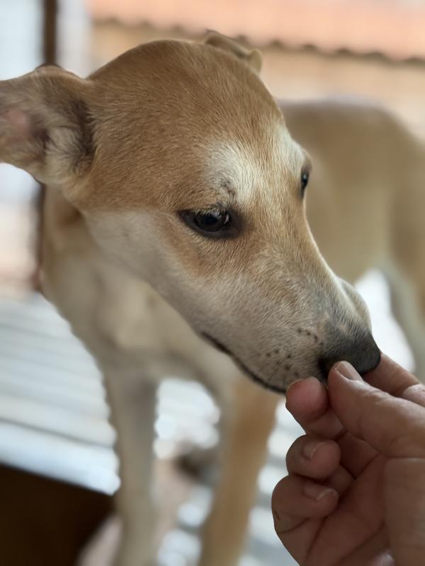 🔆🐾 jerry 🐾🔆 dolce cucciolo taglia medio piccola in adozione  Foto 5