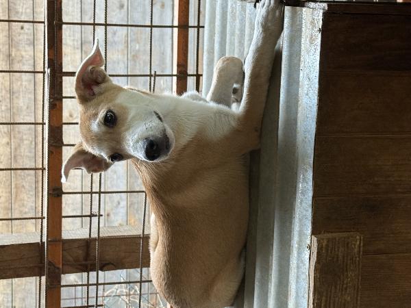🔆🐾 jerry 🐾🔆 dolce cucciolo taglia medio piccola in adozione  Foto 7