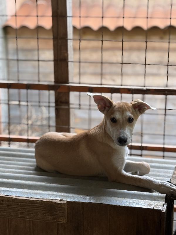 🔆🐾 jerry 🐾🔆 dolce cucciolo taglia medio piccola in adozione  Foto 9
