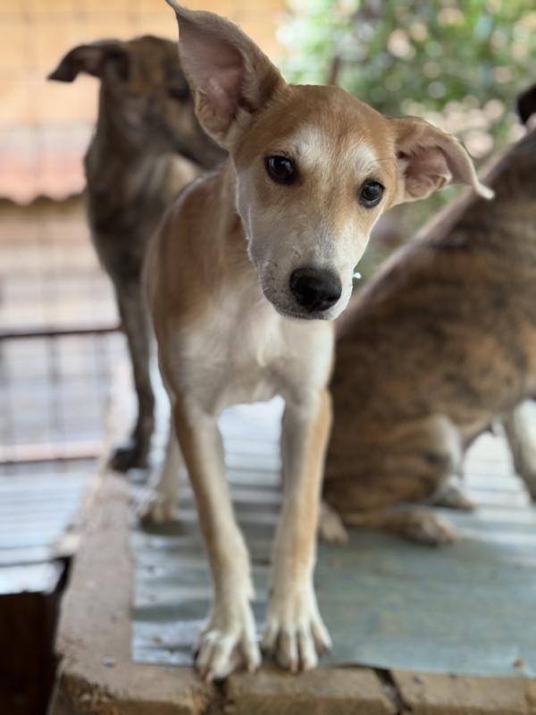 🔆🐾 jerry 🐾🔆 dolce cucciolo taglia medio piccola in adozione  Foto 10