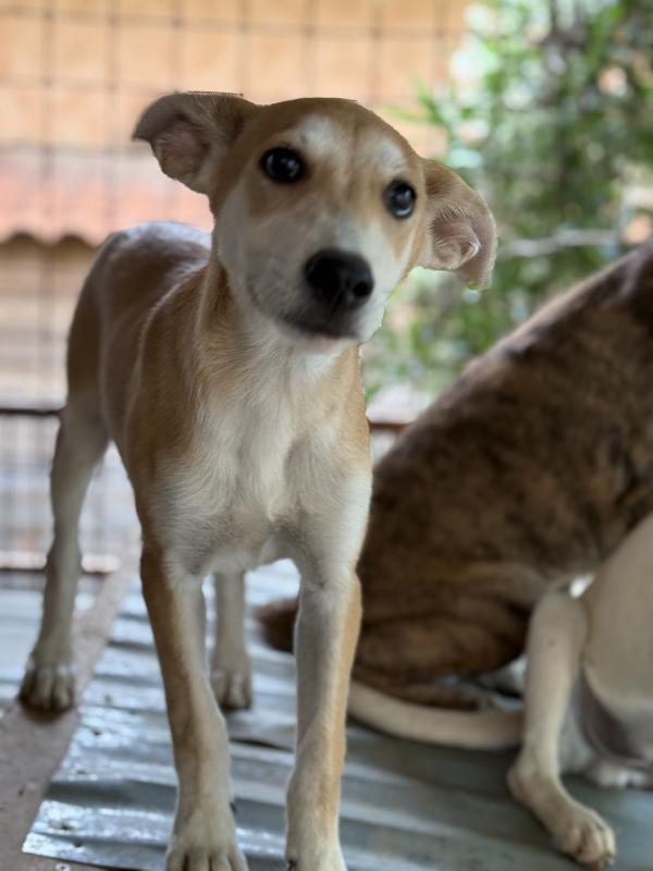 ☀️🐾 jerry 🐾☀️ meraviglioso cucciolo in adozione taglia medio piccola  Foto 2
