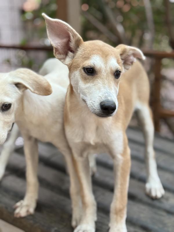 ☀️🐾 jerry 🐾☀️ meraviglioso cucciolo in adozione taglia medio piccola  Foto 3