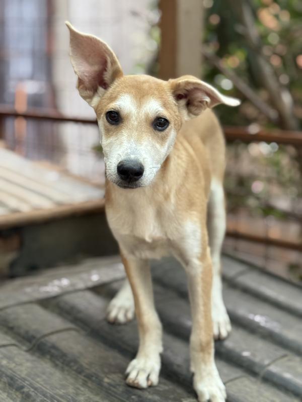 ☀️🐾 jerry 🐾☀️ meraviglioso cucciolo in adozione taglia medio piccola  Foto 4