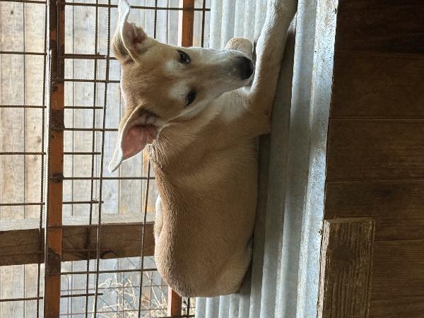 ☀️🐾 jerry 🐾☀️ meraviglioso cucciolo in adozione taglia medio piccola  Foto 6