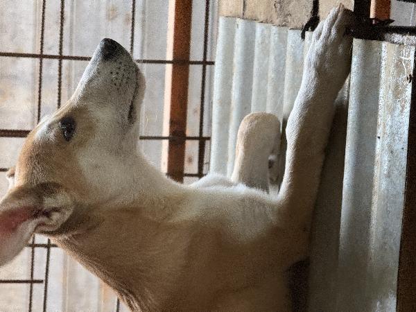 ☀️🐾 jerry 🐾☀️ meraviglioso cucciolo in adozione taglia medio piccola  Foto 7