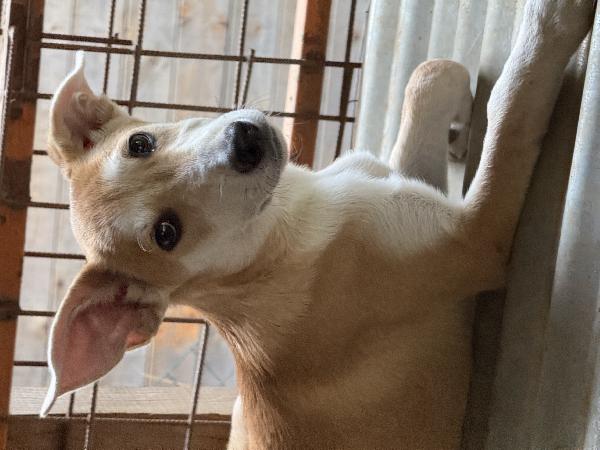 ☀️🐾 jerry 🐾☀️ meraviglioso cucciolo in adozione taglia medio piccola  Foto 8