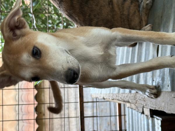 ☀️🐾 jerry 🐾☀️ meraviglioso cucciolo in adozione taglia medio piccola  Foto 9