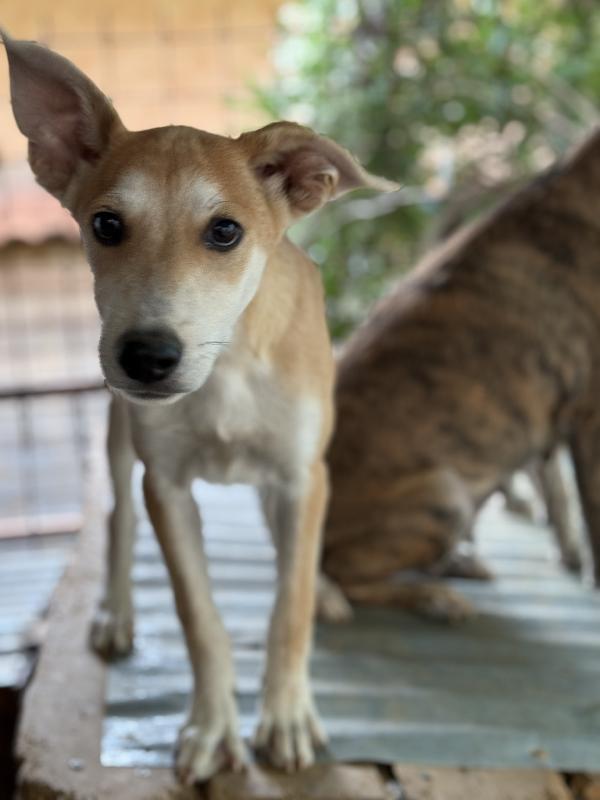 ☀️🐾 jerry 🐾☀️ meraviglioso cucciolo in adozione taglia medio piccola  Foto 10