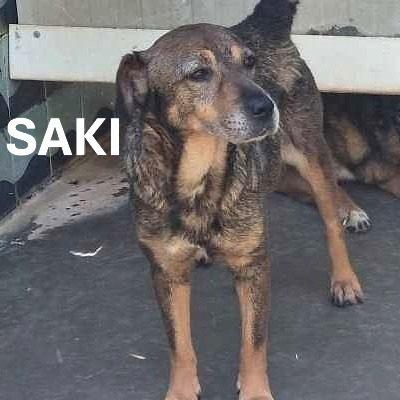 Saki (Nata Marzo 2024)