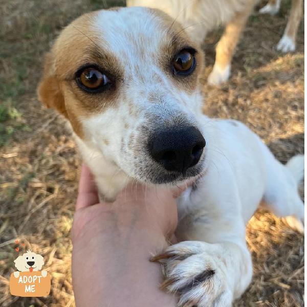 Masha Incrocio Jack Russell Taglia Piccola Cerca Casa