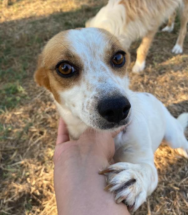 Masha incrocio jack russell taglia piccola cerca casa Foto 2
