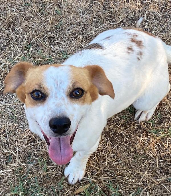 Masha incrocio jack russell taglia piccola cerca casa Foto 3