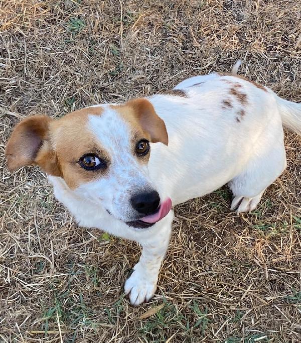 Masha incrocio jack russell taglia piccola cerca casa Foto 4