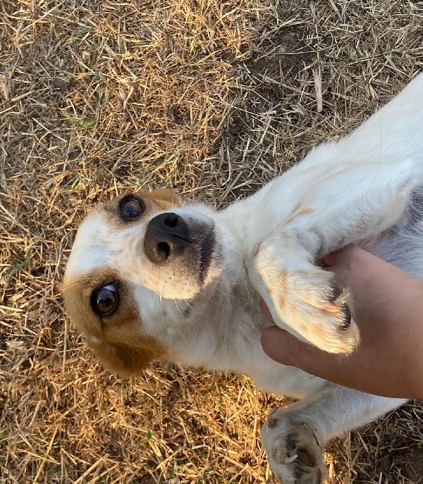 Masha incrocio jack russell taglia piccola cerca casa Foto 5