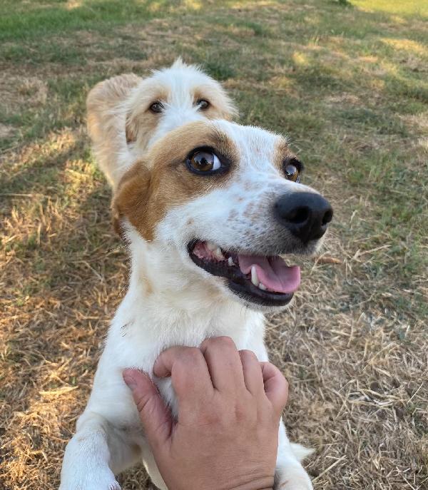 Masha incrocio jack russell taglia piccola cerca casa Foto 6