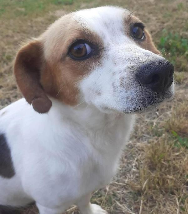 Masha incrocio jack russell taglia piccola cerca casa Foto 7