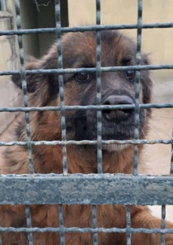 Louis Pastore Tedesco 8anni non ce la fa+ in canile Foto 2