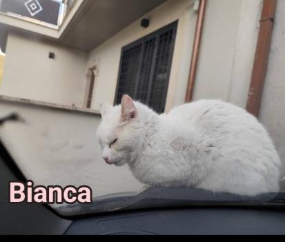 Micia Bianca Salvata Mesi Fa  Sos Casa Roma