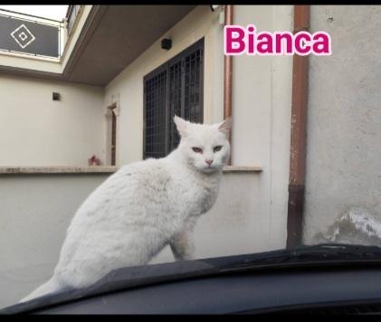 Micia bianca salvata mesi fa  SOS CASA ROMA Foto 2