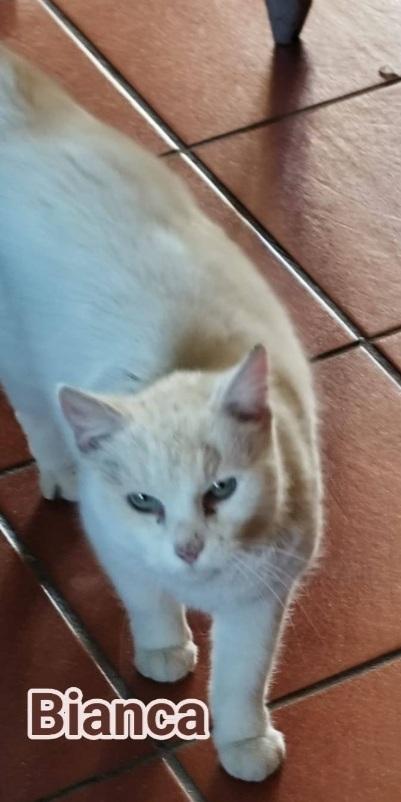 Micia bianca salvata mesi fa  SOS CASA ROMA Foto 3