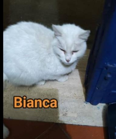 Micia bianca salvata mesi fa  SOS CASA ROMA Foto 4