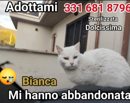 Micia bianca salvata mesi fa  SOS CASA ROMA Foto 5