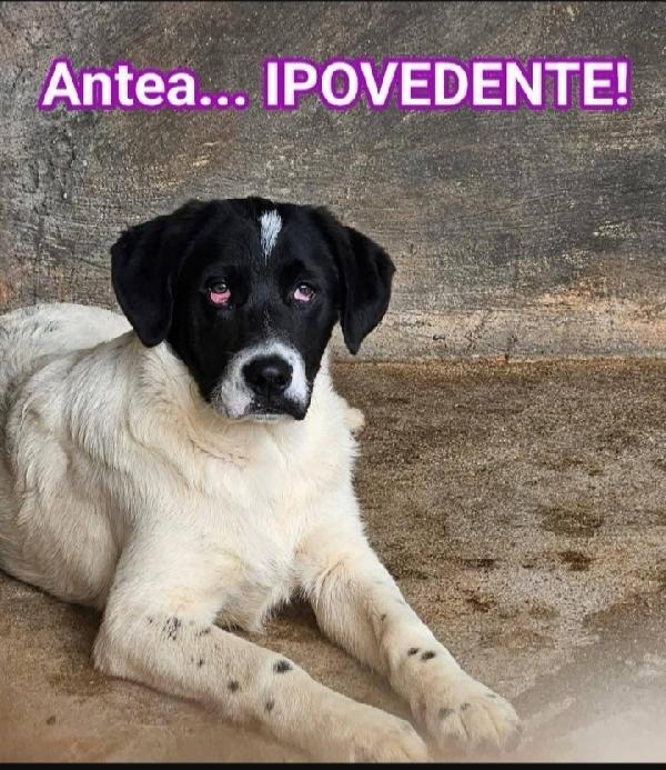 3Cuccioli Ciechi 6/7Mesi In 1Pessimo Canile Del.sud