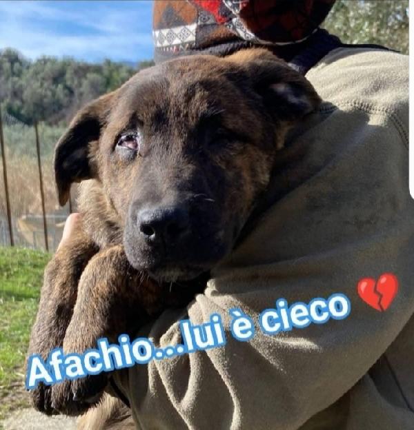 3cuccioli CIECHI 6/7mesi in 1PESSIMO CANILE DEL.SUD Foto 3