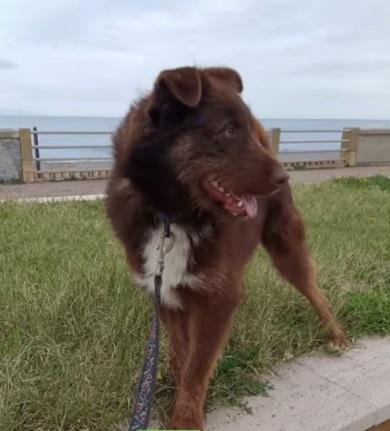 Ciro 2Anni Marrone Fulvo Occhi Ambra Sicilia