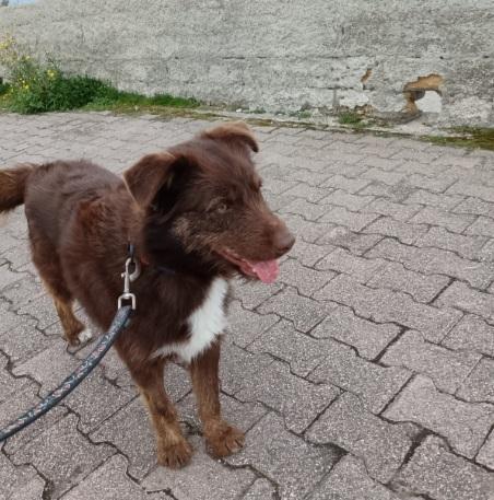 Ciro 2anni marrone fulvo occhi ambra SICILIA Foto 2
