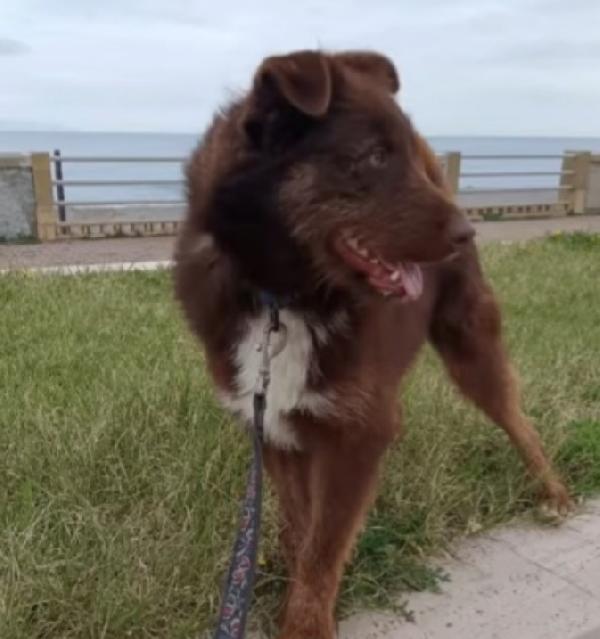 Ciro 2anni marrone fulvo occhi ambra SICILIA Foto 4