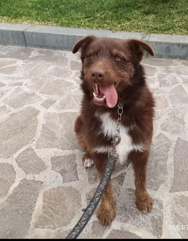 Ciro 2anni marrone fulvo occhi ambra SICILIA Foto 5