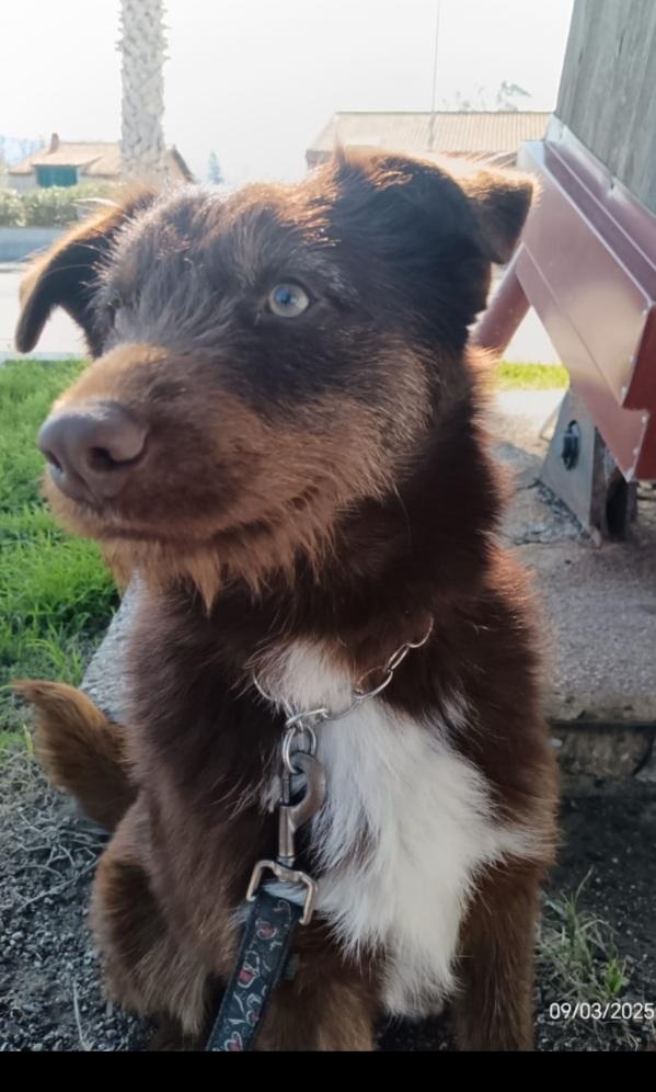 Ciro 2anni marrone fulvo occhi ambra SICILIA Foto 6