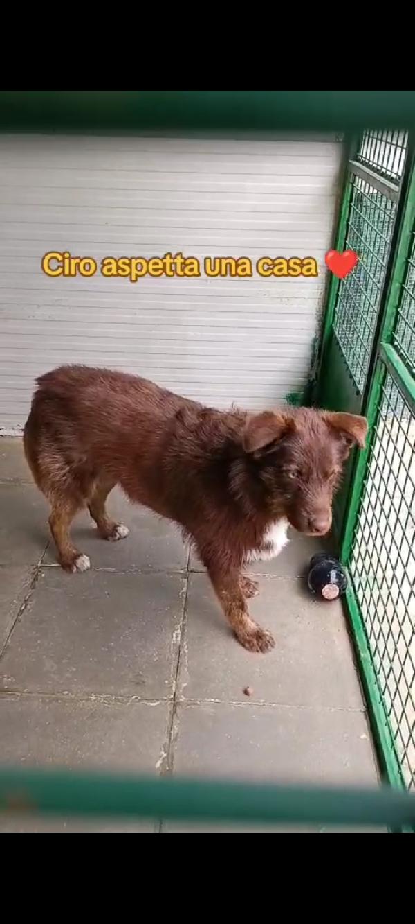 Ciro 2anni marrone fulvo occhi ambra SICILIA Foto 7