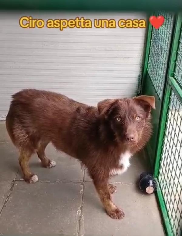 Ciro 2anni marrone fulvo occhi ambra SICILIA Foto 8