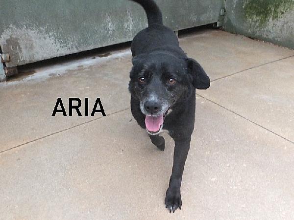 Aria piccoletta nera Foto 3
