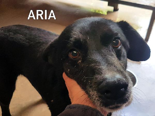 Aria piccoletta nera Foto 5